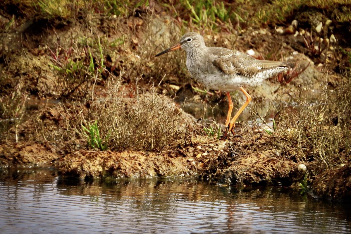 St Aidan’s RSPB Nature Reserve / Lemonroyd Marina
