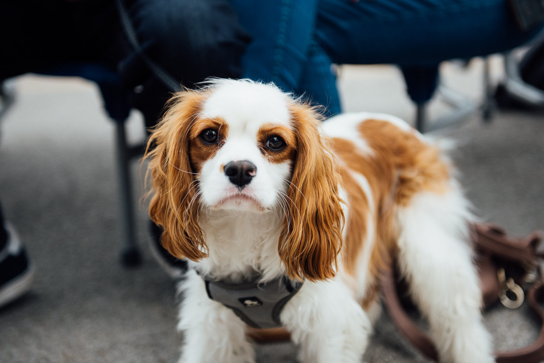 Dogs of Leeds Indie Food