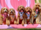 Dog Fest
